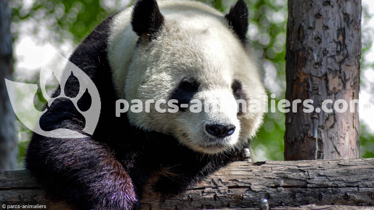 zoo beauval