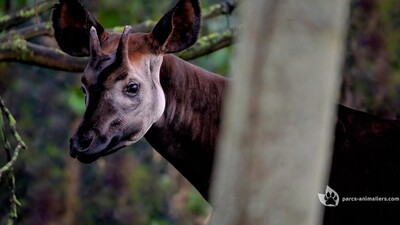 Okapi
